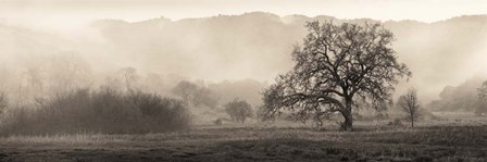 Meadow Oak Tree by Alan Blaustein art print