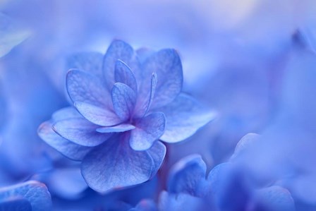 Blue Hydrangea Close Up by Cora Niele art print