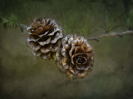 2 Pinecones by Heather Buechel art print