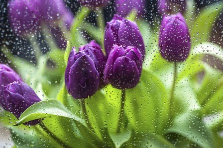 Purple Tulips in Rain by Jenny Rainbow Fine Art art print