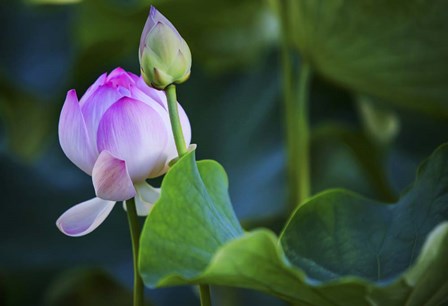 Graceful Lotus by Jenny Rainbow Fine Art art print