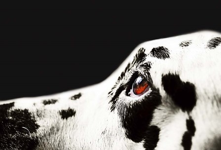 The Amber Eye of Dalmatian Dog by Jenny Rainbow Fine Art art print