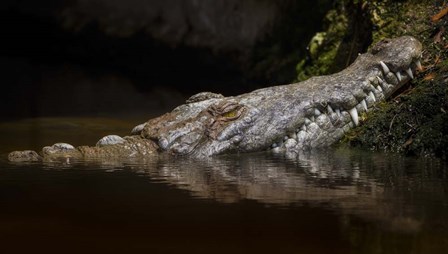 Crocodile Smile by Jonathan Ross art print