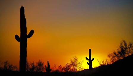 Desert Sunset by Jonathan Ross art print