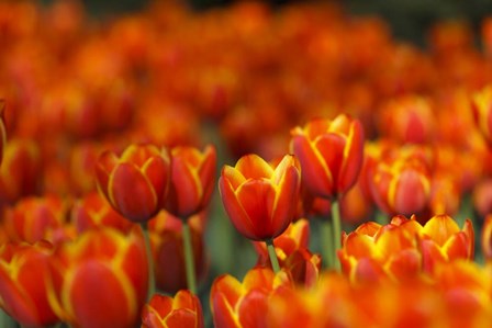 Tulips Forever by Jonathan Ross art print