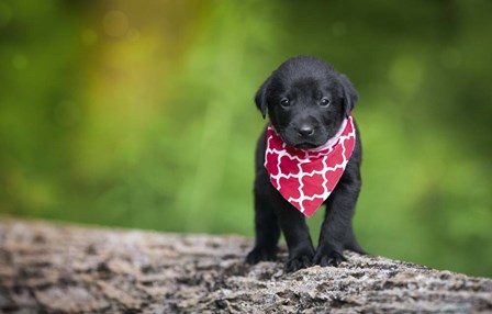 Black Lab Pup 4 by Jonathan Ross art print