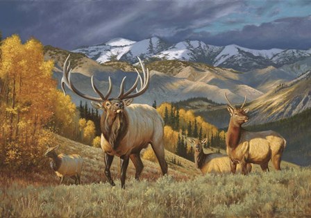 Mountain Heir by Lambson’s Wildlife Art art print