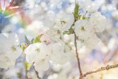 White Spring Blossoms 01 by LightBoxJournal art print