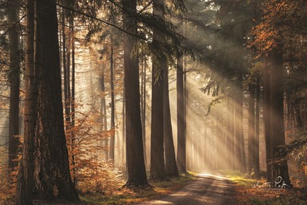 Fresh Autumn Light by Martin Podt art print