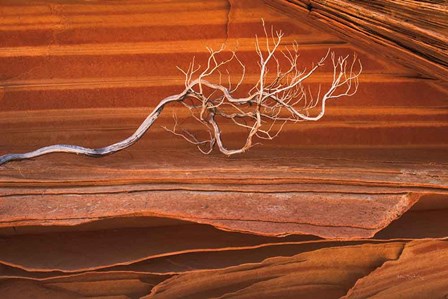 Coyote Buttes III by Alan Majchrowicz art print