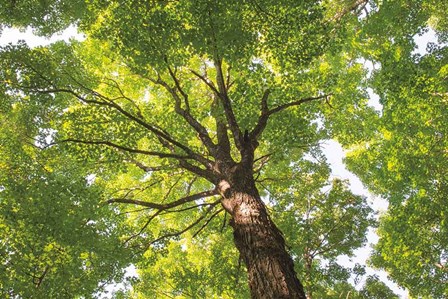 Hardwood Forest Canopy V by Alan Majchrowicz art print