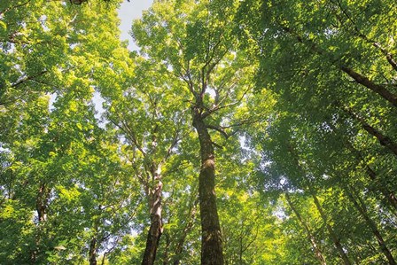 Hardwood Forest Canopy III by Alan Majchrowicz art print