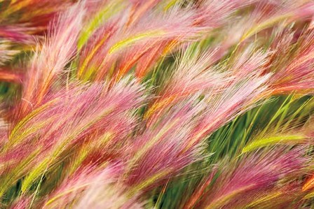 Foxtail Barley I by Alan Majchrowicz art print