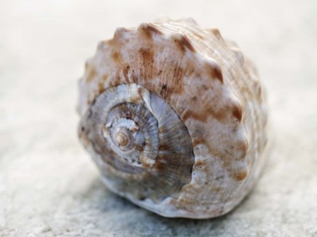 Shell Portrait V by Elena Ray art print