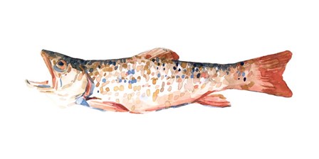 Freckled Trout I by Emma Scarvey art print