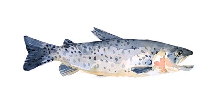 Freckled Trout IV by Emma Scarvey art print