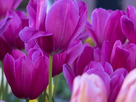 Tulip Close-Ups 1, Lisse, Netherlands by Terry Eggers / Danita Delimont art print