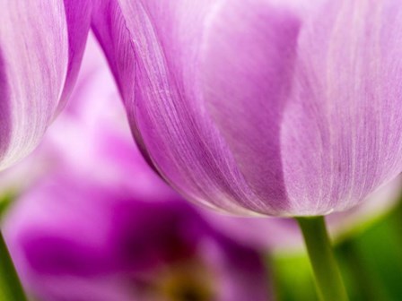 Tulip Close-Ups 3, Lisse, Netherlands by Terry Eggers / Danita Delimont art print