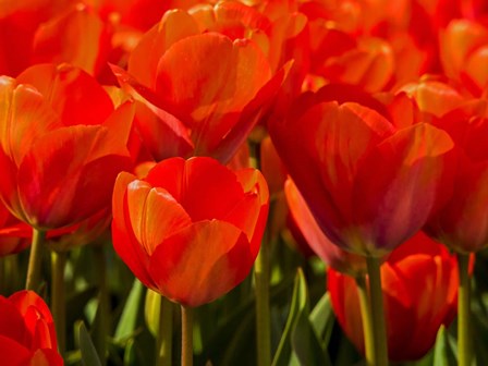 Red Tulips In Mass, Nord Holland, Netherlands by Terry Eggers / Danita Delimont art print