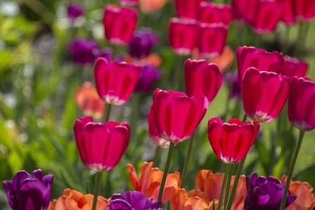 Bright Spring Tulips 1 by Cindy Miller Hopkins / Danita Delimont art print