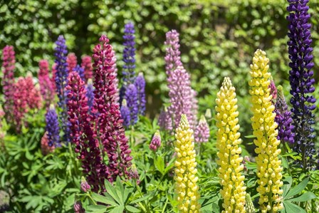 Colorful Lupines by Lisa S. Engelbrecht / Danita Delimont art print