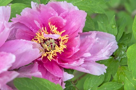 Pink Mountain Peony by Lisa S. Engelbrecht / Danita Delimont art print