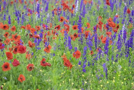 Poppy Field, Mount Olive, North Carolina by Lisa S. Engelbrecht / Danita Delimont art print