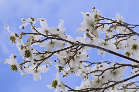 Blooming Dogwood Tree, Owens Valley California by Jaynes Gallery / Danita Delimont art print