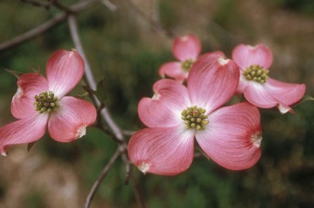 Pink Dogwood Blooms by Anna Miller / Danita Delimont art print