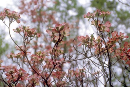 Pink Dogwood by Anna Miller / Danita Delimont art print