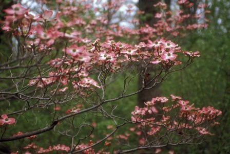 Pink Dogwood Blooms by Anna Miller / Danita Delimont art print