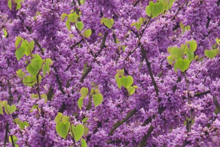 Oregon Blossoms And New Growth On Redbud Tree In Multnomah County by Jaynes Gallery / Danita Delimont art print