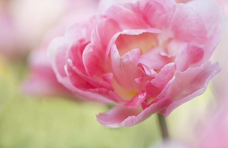 Pink Double Tulip Flower, Pennsylvania by Jaynes Gallery / Danita Delimont art print