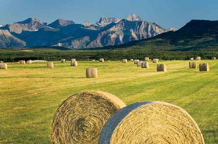 Waterton Hay Bales by Alan Majchrowicz art print