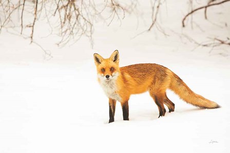 Red Fox IV by Aledanda art print