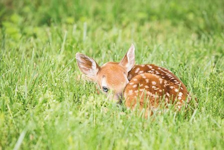 A Fawn by Aledanda art print