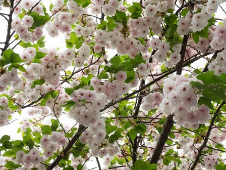 Close-up of Cherry Blossom Flowers, Harajuku, Meiji Shrine, Tokyo, Japan by Panoramic Images art print