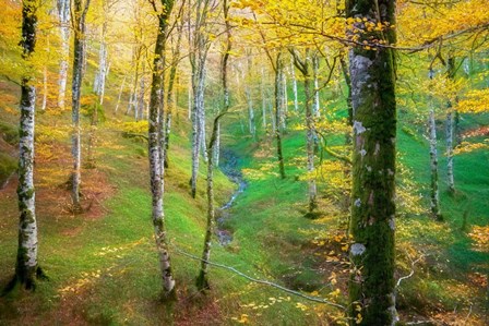 Dream of Birches by Lars Van De Goor art print