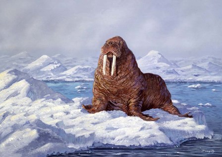 Walrus by Terry Doughty art print