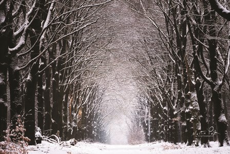 Winter Tunnel by Martin Podt art print