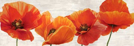 Bright Poppies by Jenny Thomlinson art print