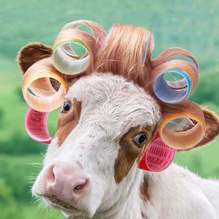 Cow in Curlers by A.V. Art art print