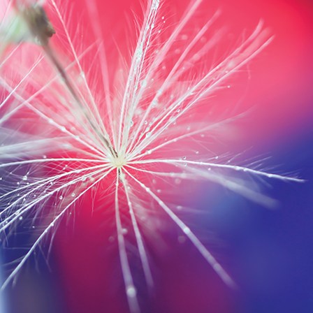 Seed with Water Droplets by A.V. Art art print
