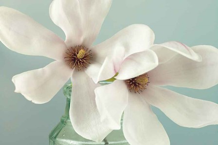 Magnolias by Assaf Frank art print