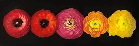 Ranunculus by Assaf Frank art print