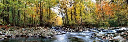 Porters Creek by D. Burt art print