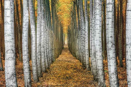 Tree Farm by Michael Cahill art print