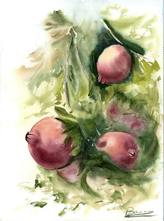 Pomegranate by Olga Shefranov art print