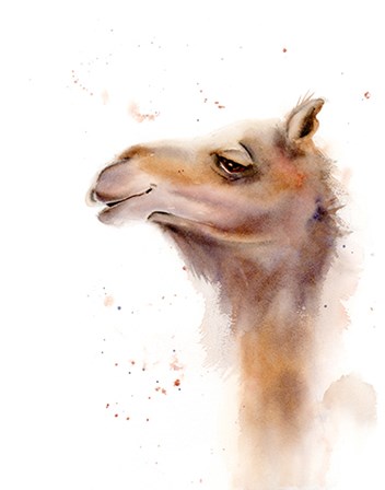 Camel by Olga Shefranov art print