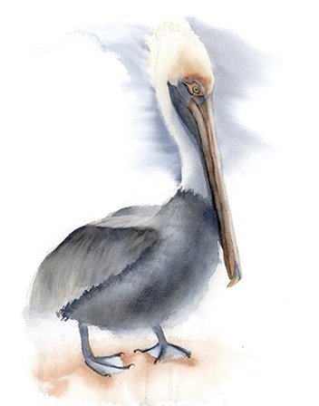 Pelican by Olga Shefranov art print